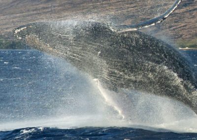 Maui Whale Watching Tour Breach