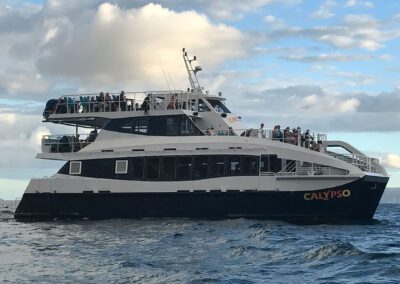 Maui Whale Watching Tour Calypso Boat