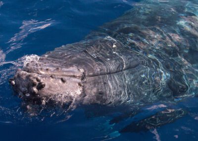 Maui Whale Watching Tour Close Face