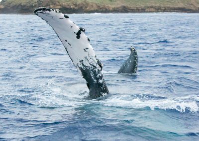 Maui Whale Watching Tour Waving