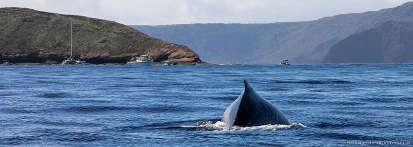 Maui Whale Watching Tour Molokini