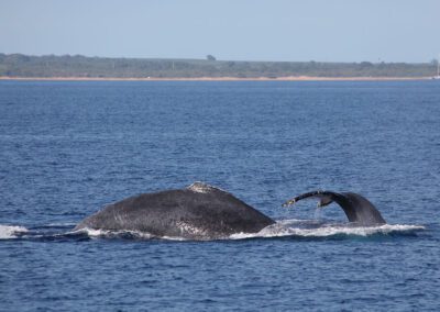 Maui Whale Watching Tour Mother and Calf