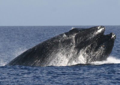Maui Whale Watching Tour Open Mouth