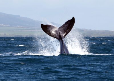Maui Whale Watching Tour Tail