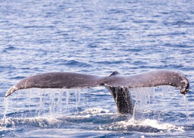Maui Whale Watching Tour Tail Sighting