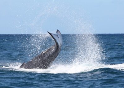 Maui Whale Watching Tour Tail Slap
