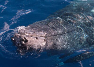 Pacific Whale Maui Up Close