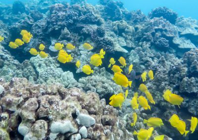 Pacific Whale Maui Fish
