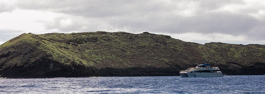 Pacific Whale Maui Molokini Snorkel