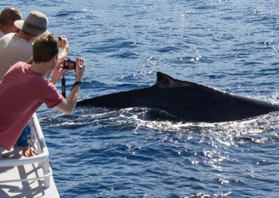 Pacific Whale Maui Taking Photos