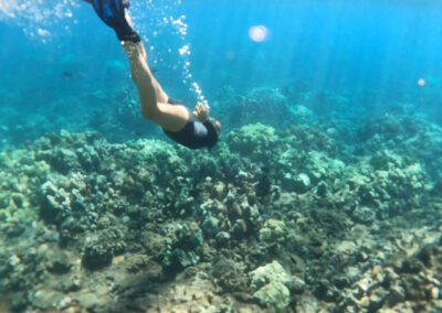 Pacific Whale Maui Reef