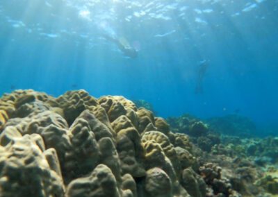 Pacific Whale Maui Snorkeling