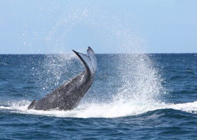 Pacific Whale Maui Tail Slap