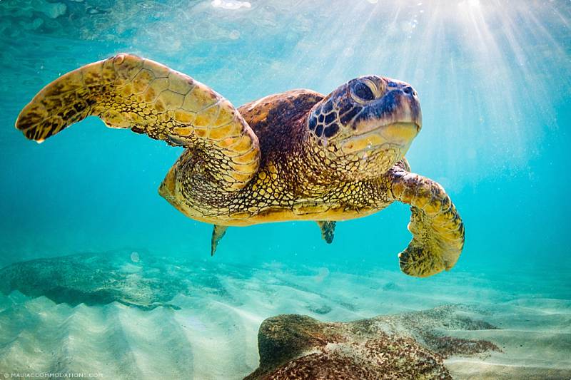 Best Maui Snorkel Spots Honu