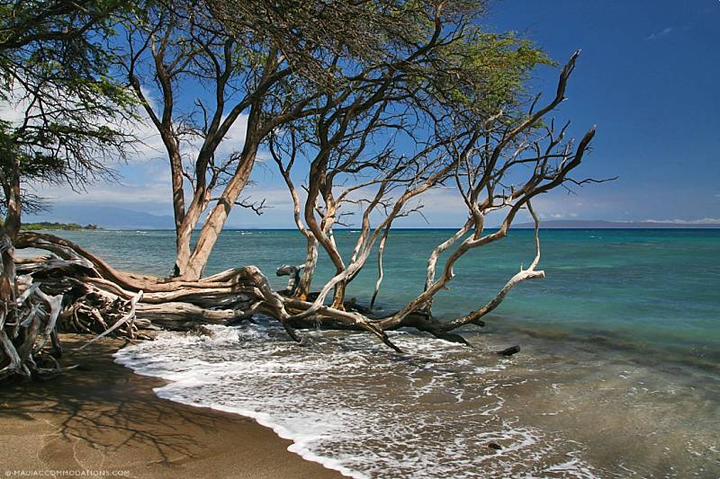 Best Maui Snorkel Spots Olowalu