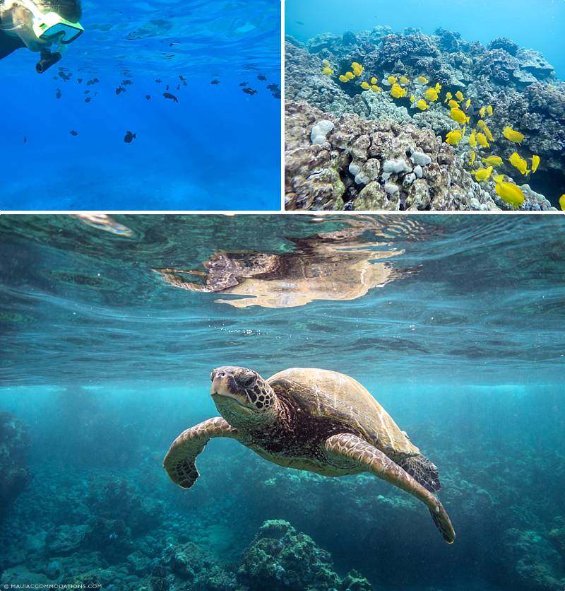 Best Maui Snorkel Spots Sea Creatures