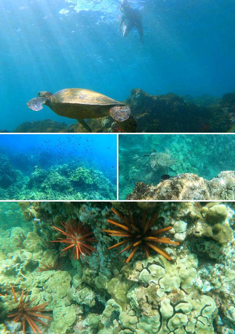 Best Maui Snorkel Spots Ulua Snorkeling