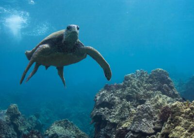 Redline Rafting Maui Honu Reef