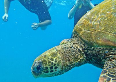 Redline Rafting Maui Snorkel With Turtles