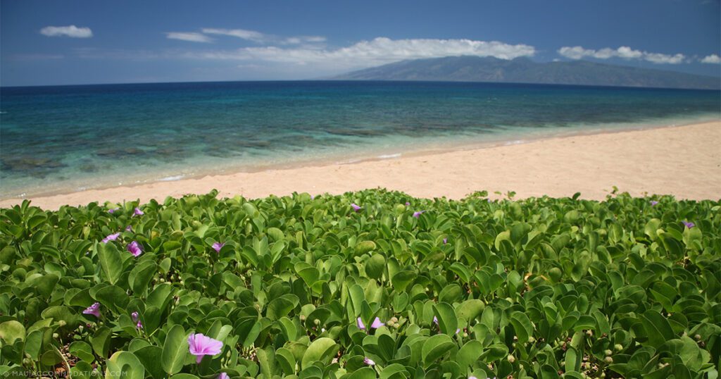 Unknown Maui Beaches Hedges View