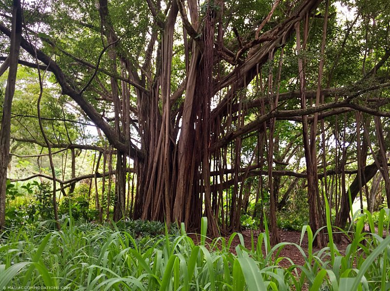 Easy Maui Hikes Banyan Tree
