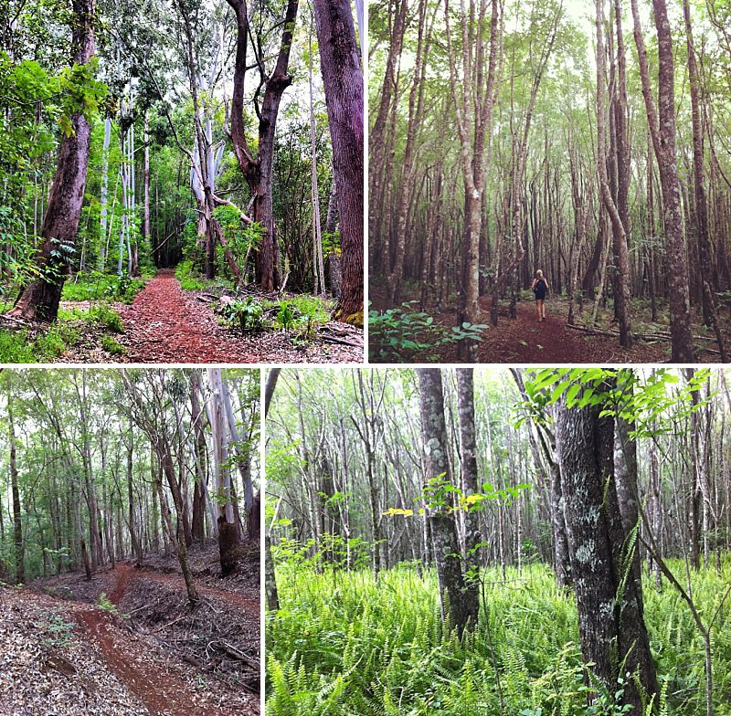 Easy Maui Hikes Makawao Forest