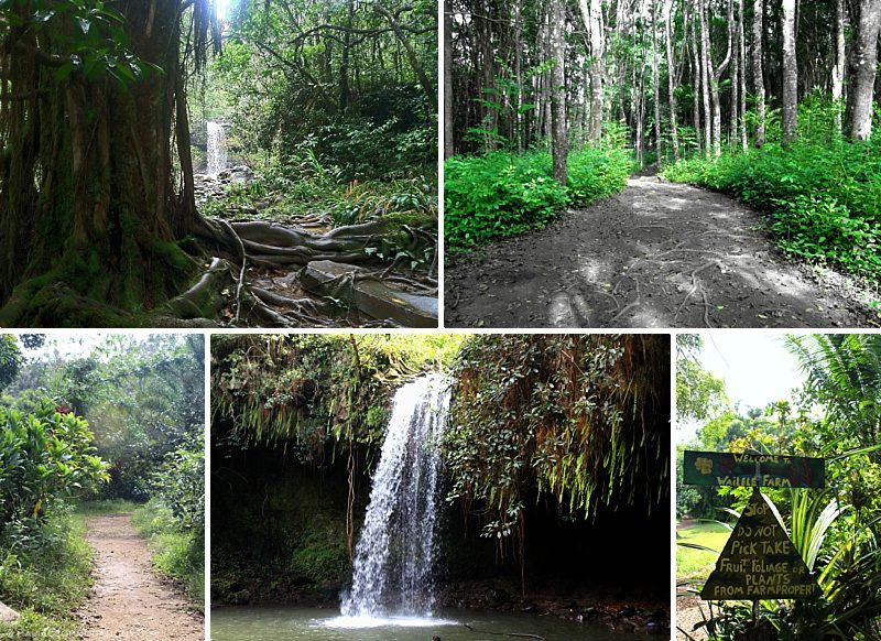 Easy Maui Hikes Twin Falls