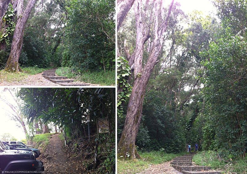 Easy Maui Hikes Waikamoi