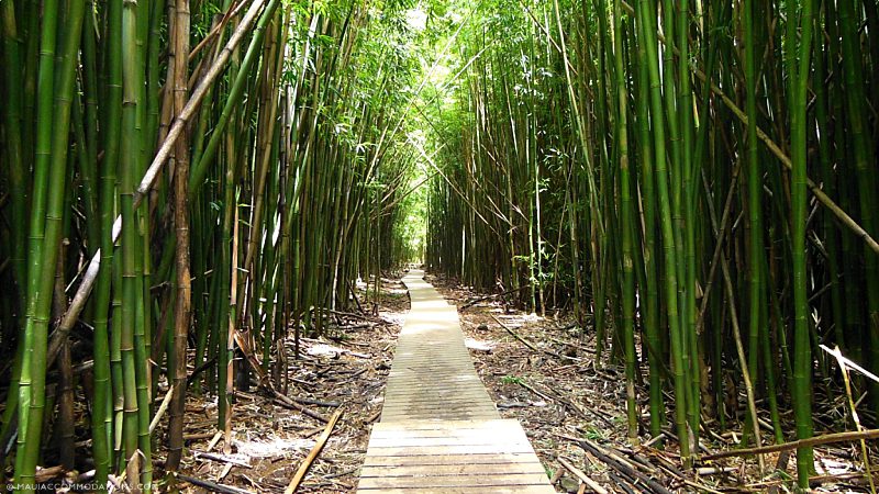 Living On Maui Living On Maui Bamboo Forest