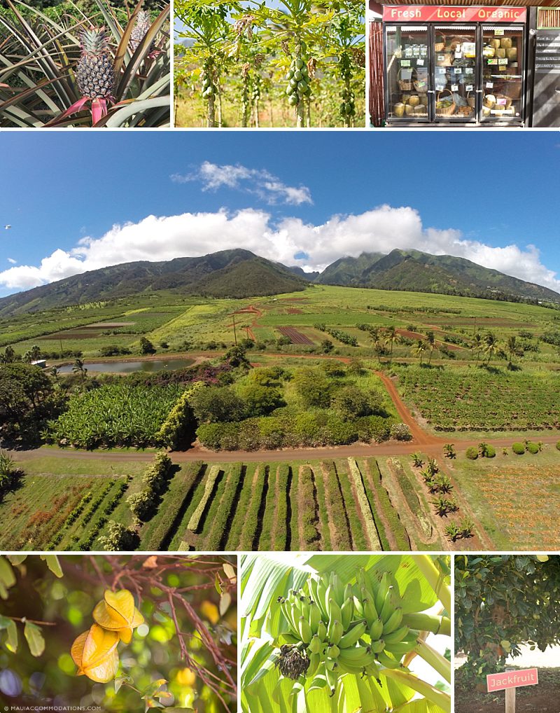 Fresh Fruit Maui Farm
