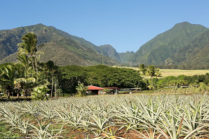 Fresh Fruit Maui Kumu Farms