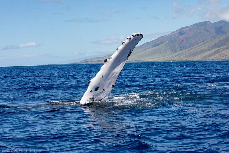 Christmas in Hawaii Whale Waving