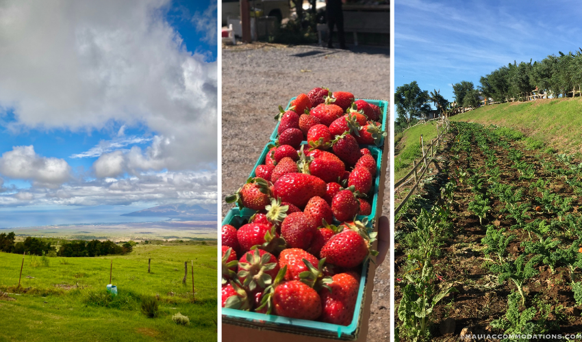 Panoramic views and a basket of strawberries at Kula Country Farms, Maui