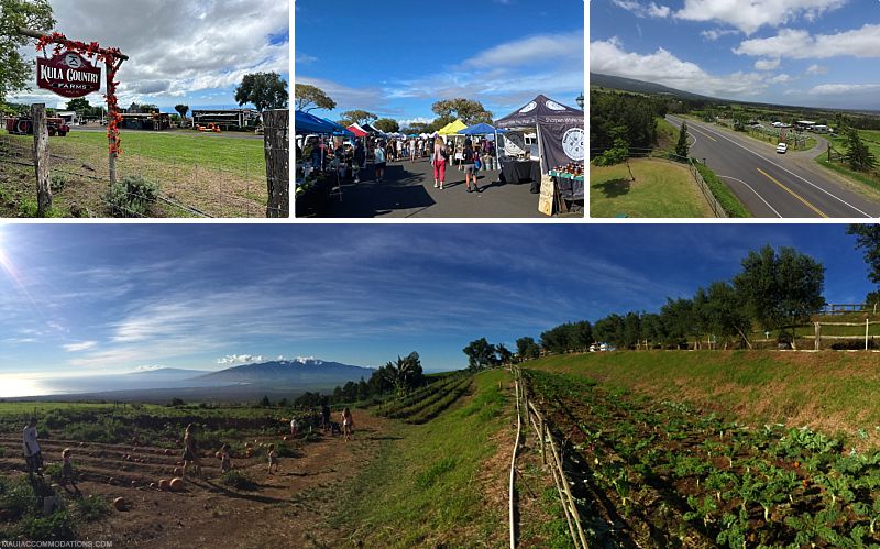 Upcountry Maui Souvenirs Upcountry Maui Souvenirs