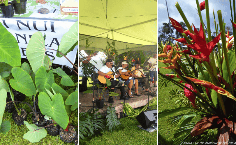 Things to do on Maui in Fall
