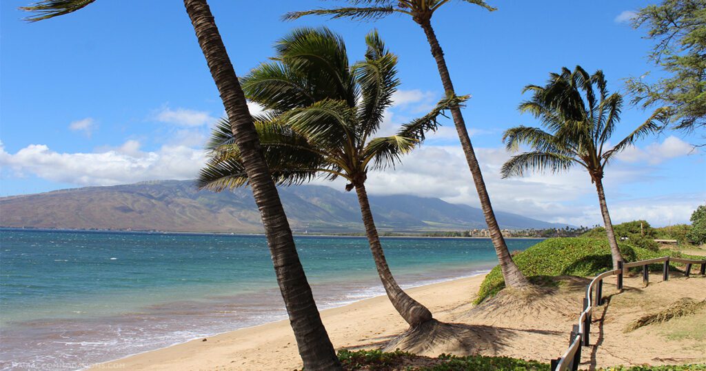 Wailea vs Kihei Palm Trees