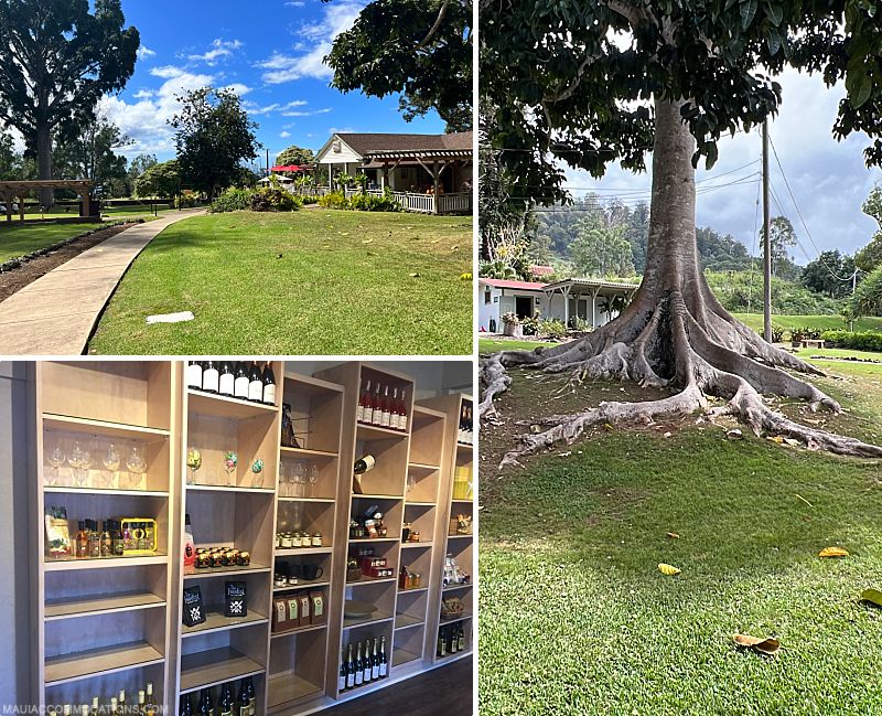 Maui Honeymoon Guide MauiWine