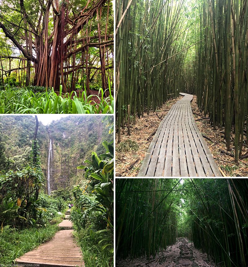 Best Maui Hikes Pipiwai Trail